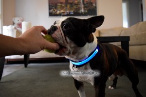 jako blue dog collar 1 