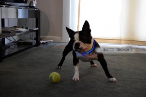 jako blue dog collar 2 
