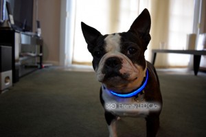 jako blue dog collar 