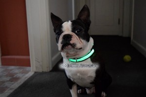 jako green dog collar  