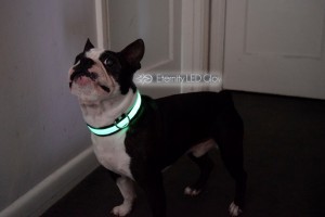 jako green dog collar 1 