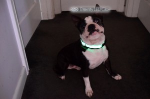 jako green dog collar 2 