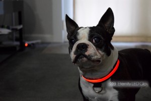 jako led dog collar red  