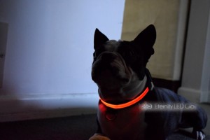 jako led dog collar red 2 