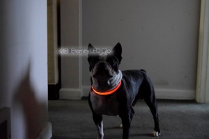 jako led dog collar red 3 