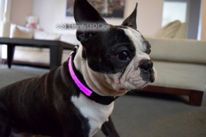 jako purple dog collar  