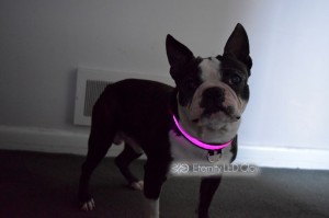 jako purple dog collar 1 