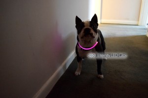 jako purple light up dog colllar  